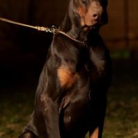 توله سگ دوبرمن پوست چرمی تیپ اروپایی سینه پهن|سگ|تهران, دهکده المپیک|دیوار