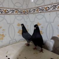 کبوترصرب و آبادانی|پرنده|بندر ماهشهر, |دیوار