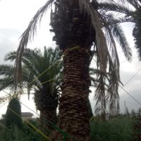 تنه دار بندار قطور بن بالا نهال درخت و   گل وگیاه|خدمات باغبانی و درختکاری|تهران, آرژانتین|دیوار