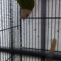 طوطی گرینچیک|پرنده|بابل, |دیوار