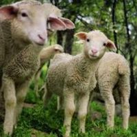 گوسفندمغان‌نروماده چاق گوشتی باترازودرمحل|حیوانات مزرعه|تهران, اکباتان|دیوار