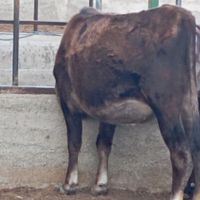 یک راس گوساله ماده  واقعا چاق ،قربانی|حیوانات مزرعه|کهریزک, |دیوار