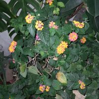 گل های طبیعی|گل و گیاه طبیعی|مشهد, نوغان|دیوار