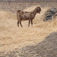 فروش بز و کره|حیوانات مزرعه|رفسنجان, |دیوار