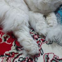 گربه سفید شناسنامه دار تمام واکسن ها زده شده|گربه|اهر, |دیوار