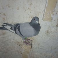 کبوتر پلاکی|پرنده|اهواز, کیانپارس |دیوار