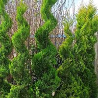 گل و گیاه و نهال و درخت|خدمات باغبانی و درختکاری|تهران, ابوذر (منطقه ۱۵)|دیوار