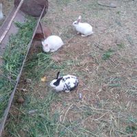 ۴ عدد خرگوش|موش و خرگوش|نیشابور, |دیوار