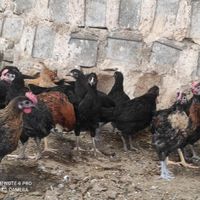جوجه خروس و مرغ محلی اصل|حیوانات مزرعه|جهرم, |دیوار