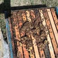 فروش زنبور عسل|حیوانات مزرعه|عباس‌آباد, |دیوار