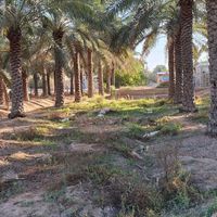 مناسب نخل خرما خوش برگ  برحی اصلی مراکشی تنه دار|خدمات باغبانی و درختکاری|بهبهان, |دیوار