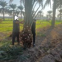 مناسب نخل خرما خوش برگ  برحی اصلی مراکشی تنه دار|خدمات باغبانی و درختکاری|بهبهان, |دیوار