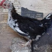 نیمچه خروس گلین|حیوانات مزرعه|اصفهان, محمودآباد|دیوار