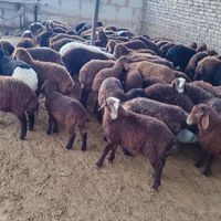 تنظیم بازار*تعاونی/گوسفند+زنده (طرح مصرفی خانوار|حیوانات مزرعه|مشهد, کشاورز|دیوار