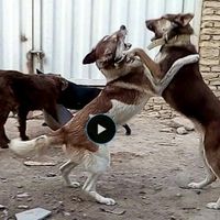 سگ نگهبان و شکاری|سگ|تهران, مشیریه|دیوار