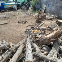 قطع وهرس درختان مزاحم با اره برقی در بندر و رودان|خدمات باغبانی و درختکاری|بندرعباس, |دیوار