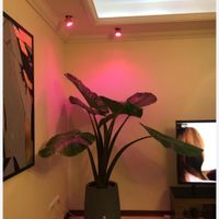 لامپ رشد گیاه فول اسپکتروم LED|گل و گیاه طبیعی|مشهد, مطهری جنوبی|دیوار