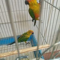 باغ طوطی البرز ملنگو گرینچیک خورشیدی برزیلی|پرنده|کرج, طالقانی|دیوار