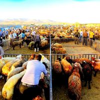گوسفند زنده بابارکدتاییدیه دامپزشکی برای قربانی|حیوانات مزرعه|مشهد, ابوذر|دیوار