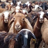 گوسفند زنده قلم ابی|حیوانات مزرعه|مشهد, کشاورز|دیوار