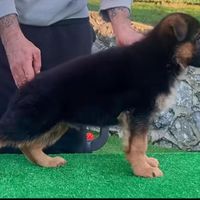 سگ German shepherd،ژرمن شپرد،سگ جواهر،رفیق خانواده|سگ|تهران, مرزداران|دیوار
