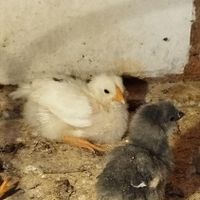 مرغ و جوجه گلین ، تخم طاووس ،خروس مرندی|حیوانات مزرعه|تهران, تهرانپارس شرقی|دیوار