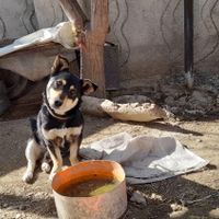 سگ‌پاکوتاه|سگ|اسدآباد, |دیوار