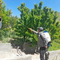 سمپاشی و باغبانی در سراسر تهران|خدمات باغبانی و درختکاری|تهران, مجیدیه|دیوار