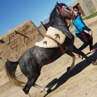 اسب نیله فنوتیپ. دار و سواری دار|اسب و تجهیزات اسب سواری|کرمانشاه, |دیوار