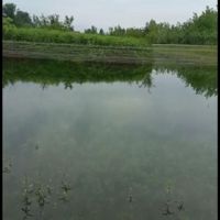 بچه ماهی استخری کپور قرمز|ماهی|رشت, باقرآباد|دیوار