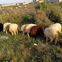 گوسفند گوشتی|حیوانات مزرعه|اهواز, پردیس|دیوار