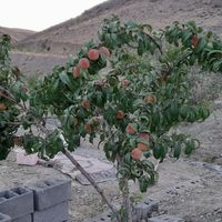 باغ میوه با درختان ۴ساله|فروش خانه و ویلا|مشهد, رباط طرق|دیوار