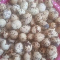 تخم تازه همون روزبلدرچین|حیوانات مزرعه|مشهد, صیاد شیرازی|دیوار