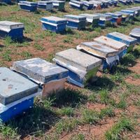 تعدادی زنبور عسل به فروش میرسد|خدمات باغبانی و درختکاری|آبیک, |دیوار