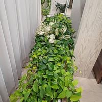 باکس چوب و گل طبیعی|گل و گیاه طبیعی|مشهد, باغ ملک‌آباد|دیوار