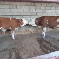 فروش گوساله اصیل پرواری|حیوانات مزرعه|تهران, اباذر|دیوار