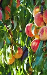 فروش انواع نهال هلو باکیفیت