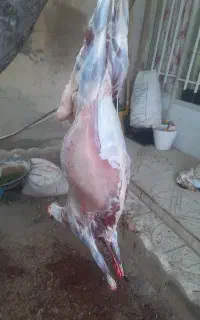 قصاب سیار گاو گوسفند