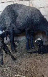 عرضه گوسفند شال از قزویـّن دَو بره زا