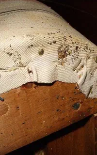 سمپاشی منزل تخصصی ساس سوسک موش سم پاشی کل تهران