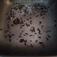 سمپاشی شهرری ولیعصر نواب پیروزی تهرانپارس کلمناطق