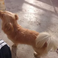 سگ.|سگ|تاکستان, |دیوار