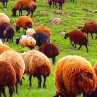 عقیقه وقربانی«نَرقلم آبی+نصفه گوشت» گوسفند.زنده|حیوانات مزرعه|مشهد, عبادی|دیوار