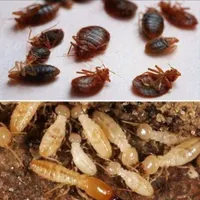 سمپاشی ساس سوسک کنه سم پاشی با گارانتی در تما نقاط