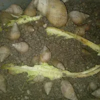 تعدای حلزون درجه یک باقیمت مناسب