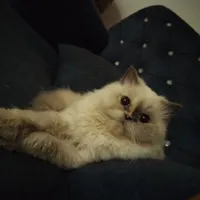 جفت نر