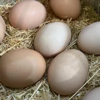 تخم مرغ محلی خوشمزه