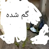 گم شده کبوتر پرنده|حیوانات|مسجد سلیمان, |دیوار