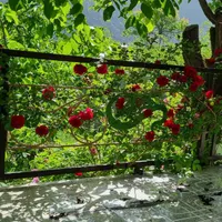 اجاره روزانه/هفتگی/ماهانه ویلا ۶۵ متری در دلفارد|اجارهٔ کوتاه‌مدت ویلا و باغ|جیرفت, |دیوار