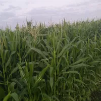 پرس گندم و یونجه